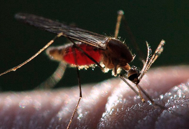Насколько опасна малярия