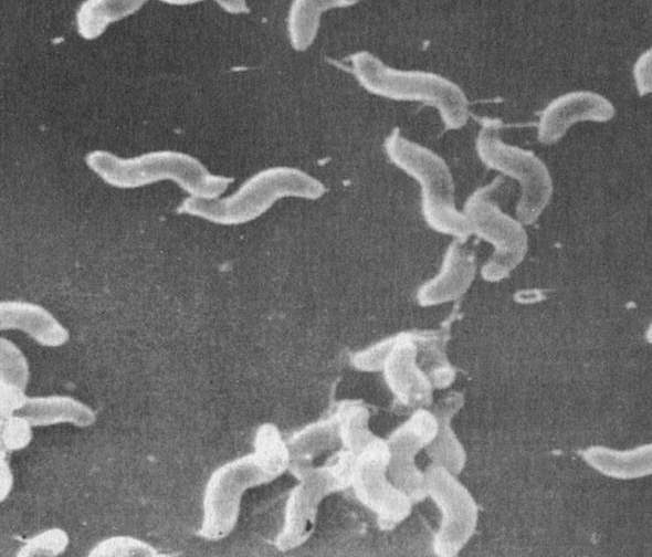 Опасен ли кампилобактериоз людям?