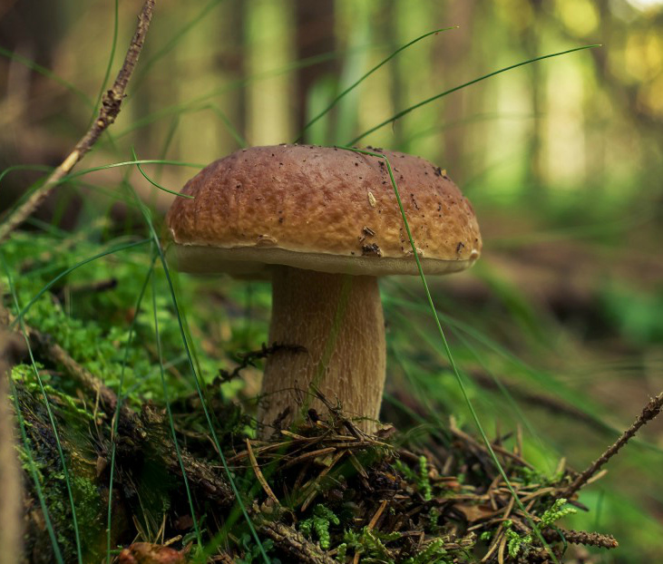 Остерегайтесь пищевых отравлений грибами