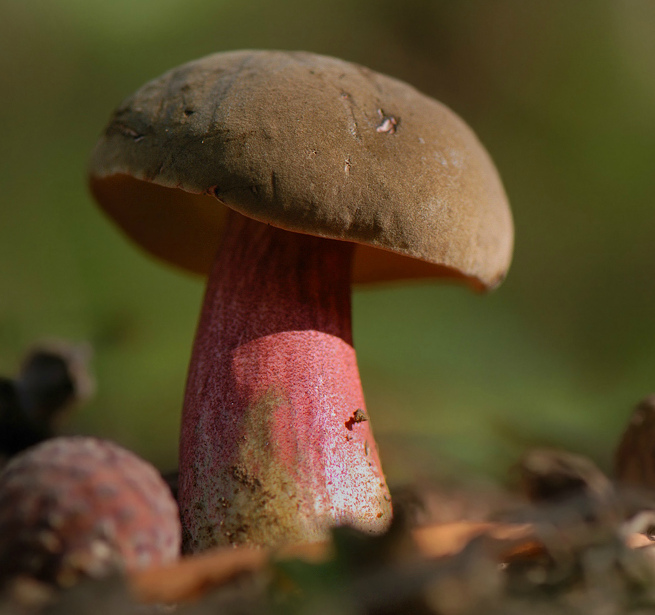 Остерегайтесь пищевых отравлений грибами