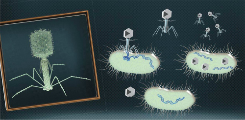 Нужны ли бактериофаги при дисбактериозе
